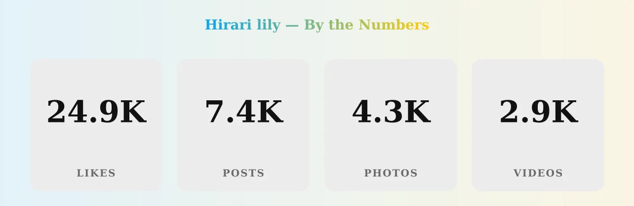 Hirari lily — content metrics